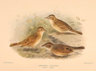 BUSHLARK Australian