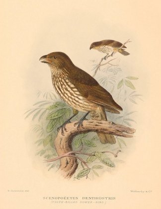 Scenopoeetes dentirostris (Tooth-Billed … Australian