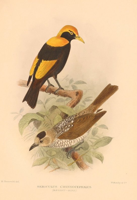 REGENT BOWERBIRD - Antique Print Map Room
