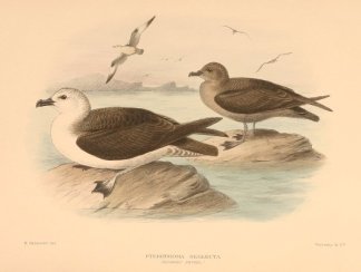 KERMADEC PETREL Australian