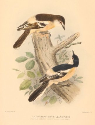 LONG TAILED TRILLER Australian