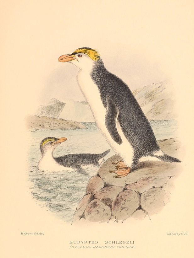 ROYAL PENGUIN - Vintage Print from 1928