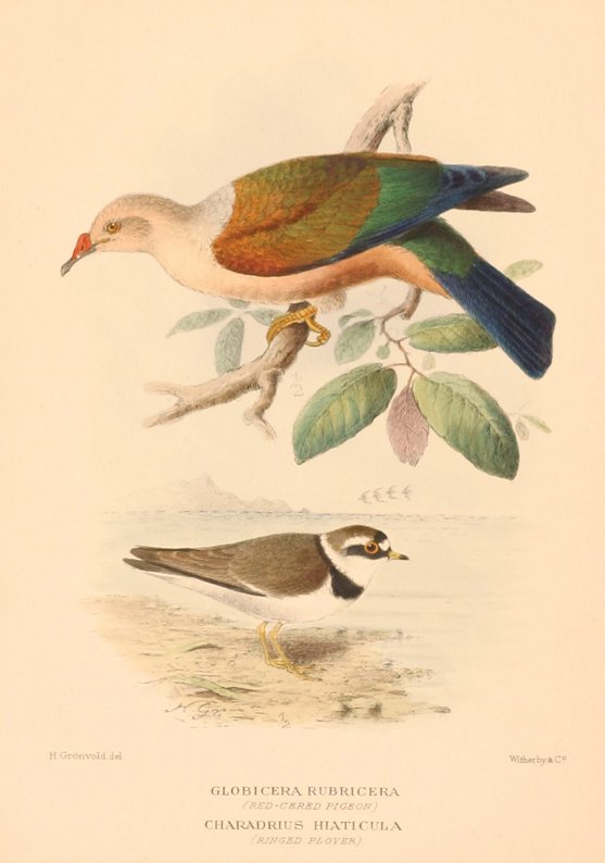 RED CERED PIGEON & RINGED PLOVER - Vintage Print from 1928