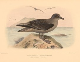 KERGUELEN BREVIROSTRIS Australian - Mathews