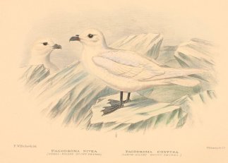 SNOW PETRELS Australian