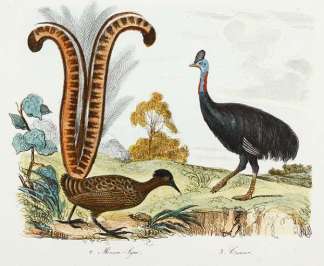 1. Menure-Lyre 2. Casoar. Australian