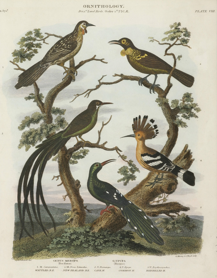Tui, Bee-Eater, Hopoe.. - Antique Print from 1820