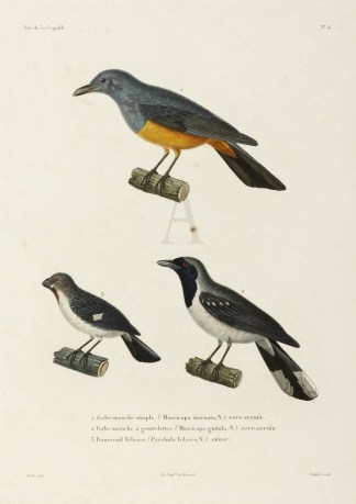 1. Muscicapa inornata. 2. Muscicapa gutt… General / Global
