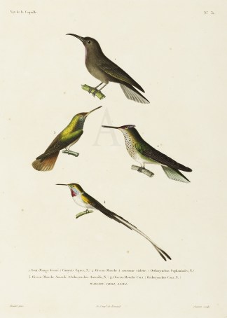 Cimyris eques, Orthorynchus Sephanoides,… General / Global