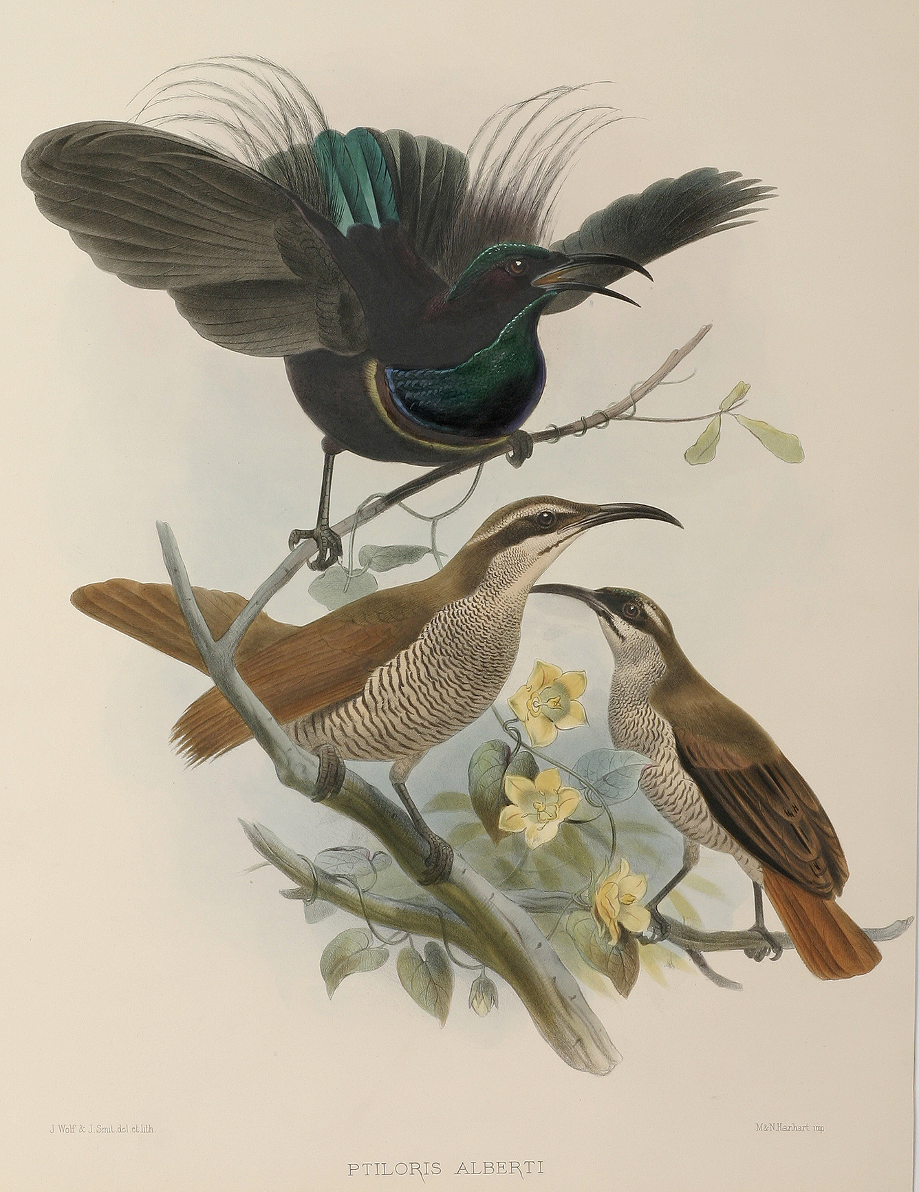 Ptiloris Alberti - Antique Print from 1873