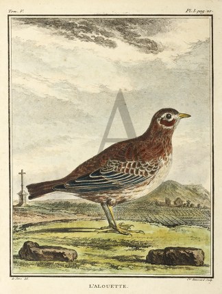 L’Alouette General / Global