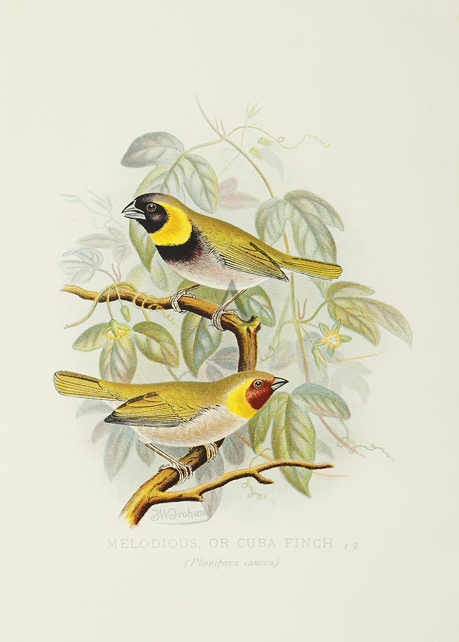 Melodious or Cuba Finch - Antique Print from 1899