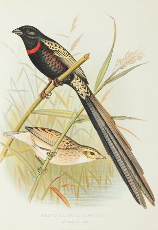 Red-Collared Whydah General / Global