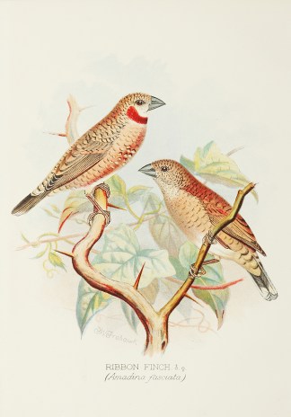 Ribbon Finch General / Global