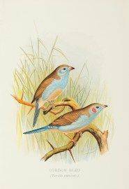 Cordon Bleu. (estrilda phoenicotis.) BIRDS