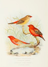 Common Amaduvade  African Fire Finch General