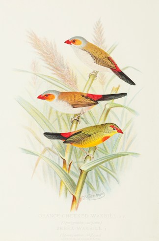 Orange-Cheeked Waxbill – Zebra Wax… General / Global