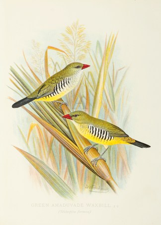 Green Amaduvade Waxbill General / Global