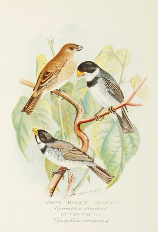 White Throated Finch – Bluish Finc… General / Global