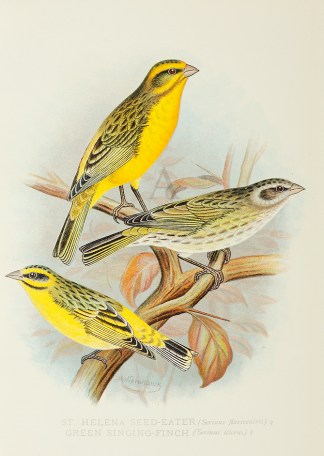St. Helena Seed-Eater  Green Singing-Fin… General / Global