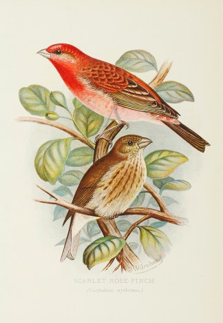 The Scarlet Rose-Finch General / Global