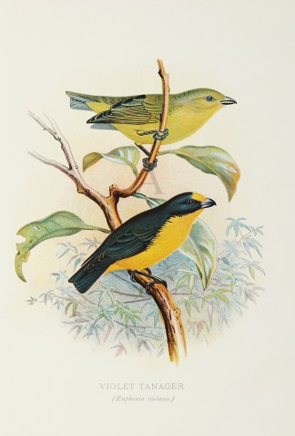 Violet Tanager General / Global