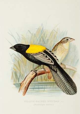 Yellow-Backed Whydah (Penthetriopsis mac… Acquisitions Maps & Prints