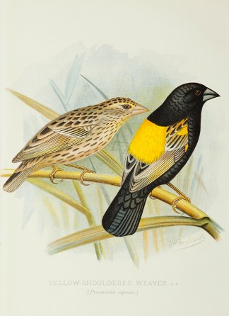 Yellow-Shouldered Weaver General / Global