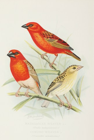 Madagascar Weaver  Comoro Weaver General / Global