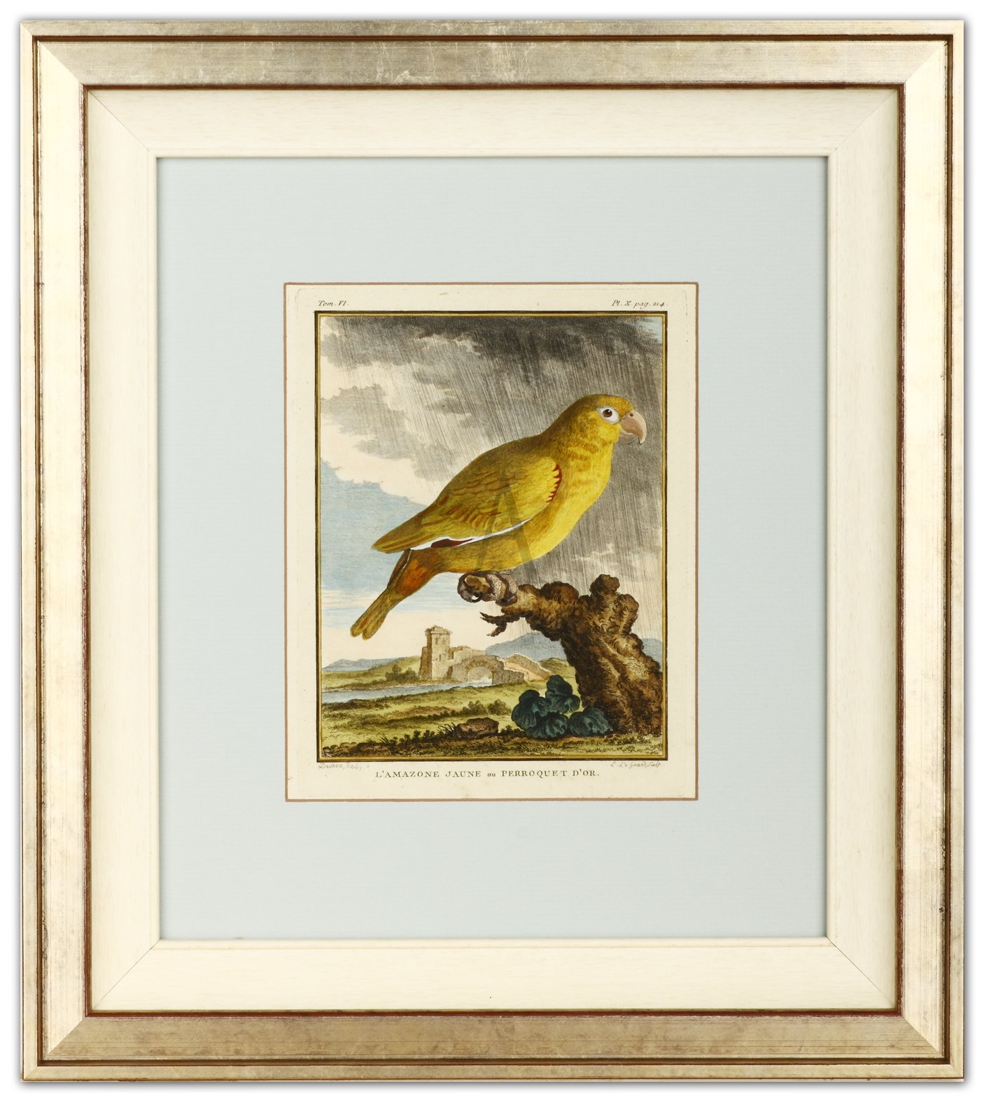 L'Amazone, Jaune ou Perroquet D'Or - Antique Print from 1785