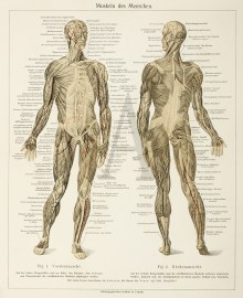 Muskeln des Menschen.