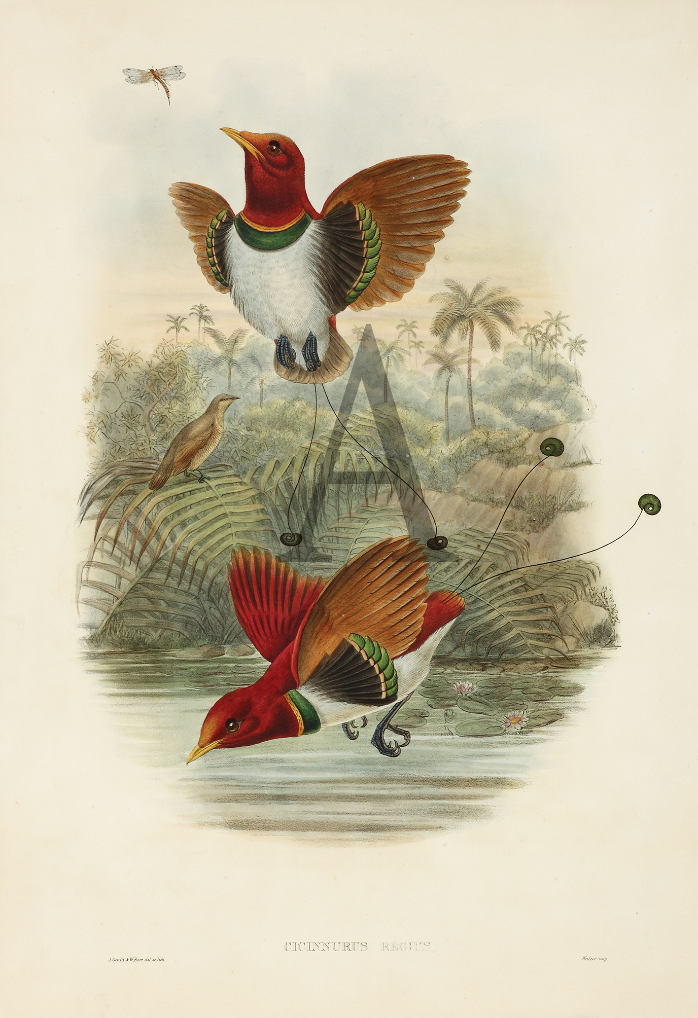 King Bird of Paradise - Cicinnurus regius - Antique Print from 1875