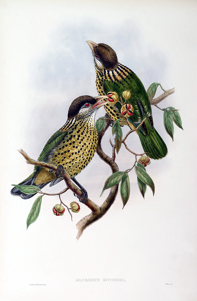 Barbet-like Cat-bird - Ailuroedus buccoides - Antique Print from 1875