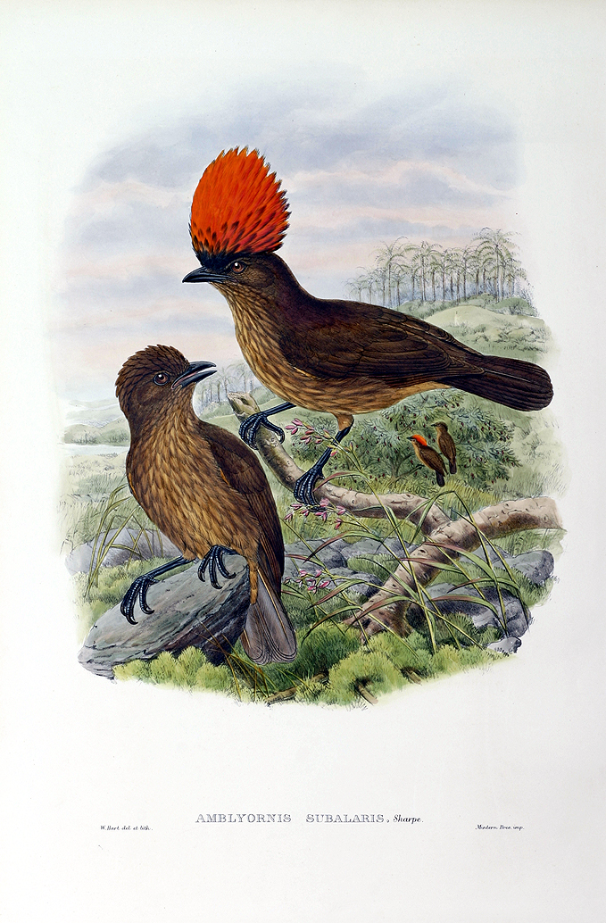 Orange-crested Bower-bird - Amblyornis subalaris - Antique Print from 1875