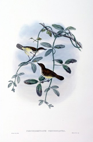 Pseudogerygone chrysogastra. Yellow-bell… The Birds of New Guinea