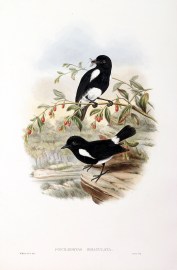 Poecilodryas bimaculata.