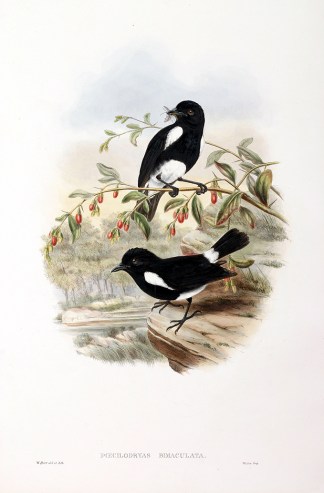 Poecilodryas bimaculata. BIRDS