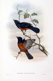 Pomarea castaneiventris. Chestnut-bellied Flycatcher.