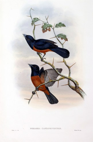 Pomarea castaneiventris. Chestnut-bellie… The Birds of New Guinea