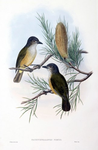 Pachycephalopsis fortis. Gre-throated Th… The Birds of New Guinea