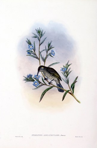 Stigmatops albo-auricularis The Birds of New Guinea