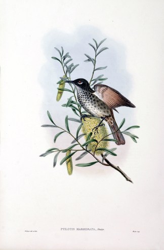 Ptilotis marmorata The Birds of New Guinea