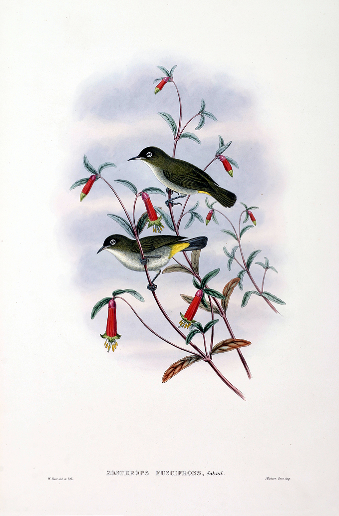 Dusky-fronted White-eye - Zosterops fuscifrons - Antique Print from 1875