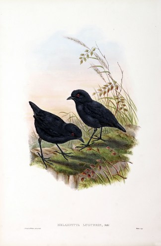 Melampitta Lugubris The Birds of New Guinea