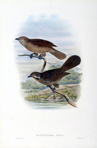 Microdynamis parva. Dwarf koel. The Birds of New Guinea