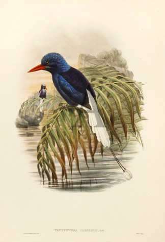 Tanysiptera carolinae The Birds of New Guinea