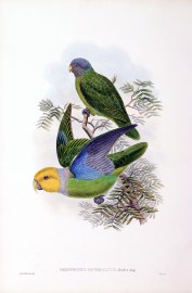 Geoffroyius heteroclitus