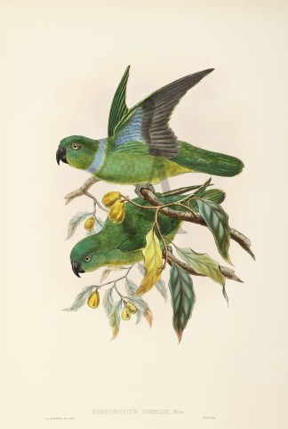 Geoffroyius simplex. Blue-collared parro… The Birds of New Guinea