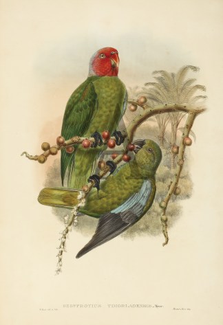 Geoffroyius timorlaoensis. Tenimber Parr… The Birds of New Guinea