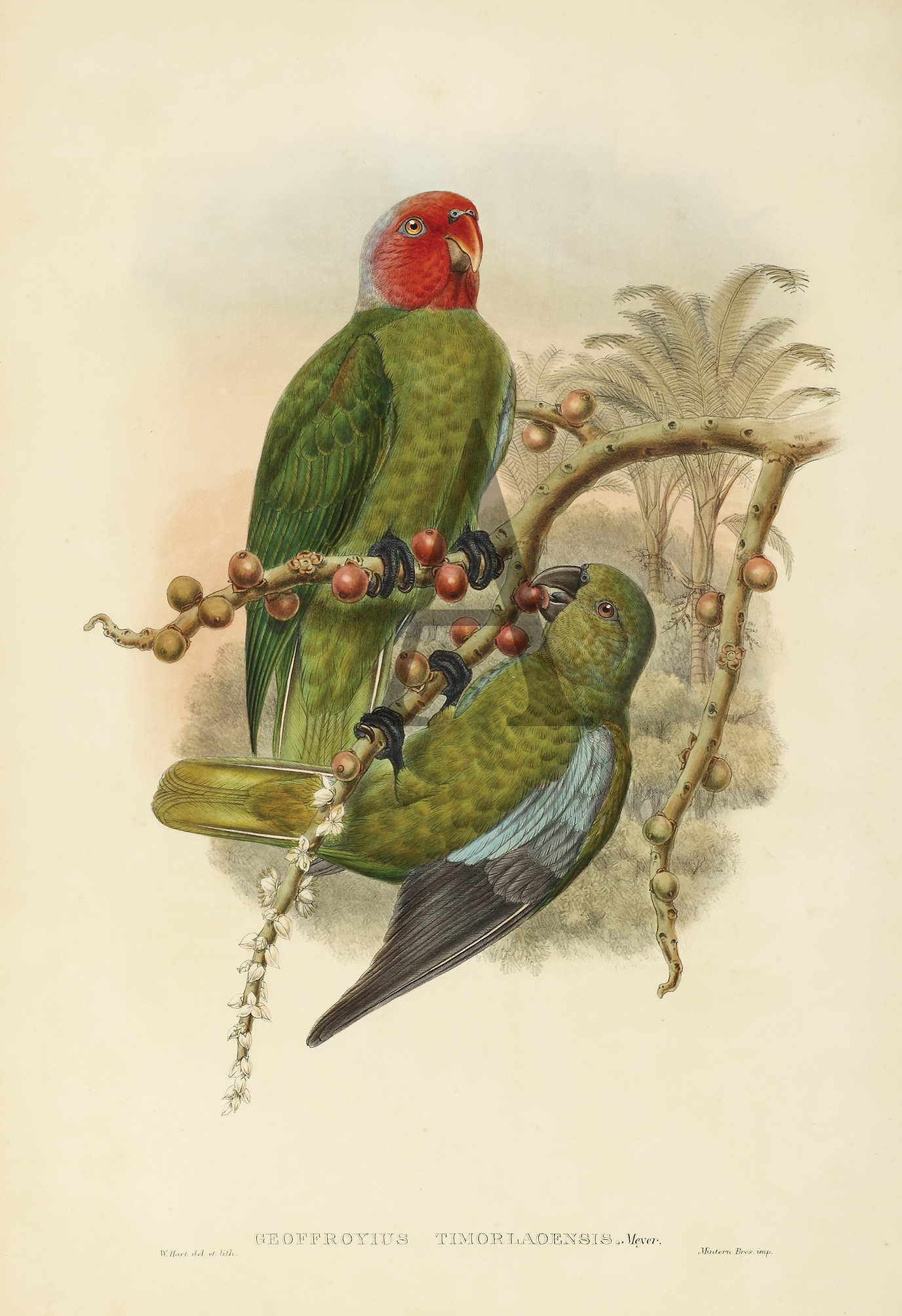 Geoffroyius timorlaoensis. Tenimber Parrot. - Antique Print from 1875